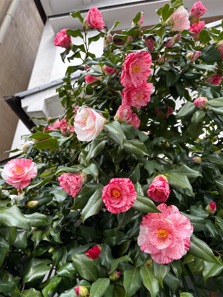 f:id:asakusa5809:20260309103302j:image f:id:asakusa5809:20260309103302j:image