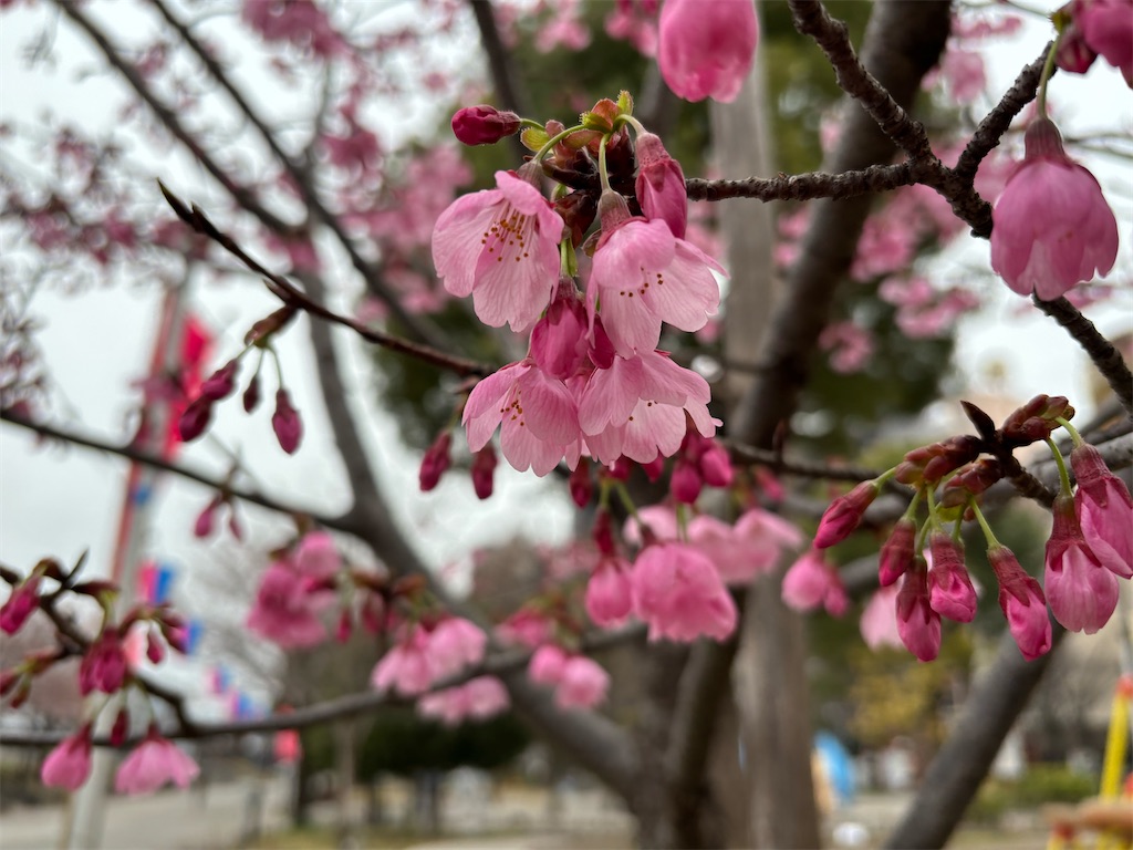 f:id:asakusa5809:20260319191202j:image