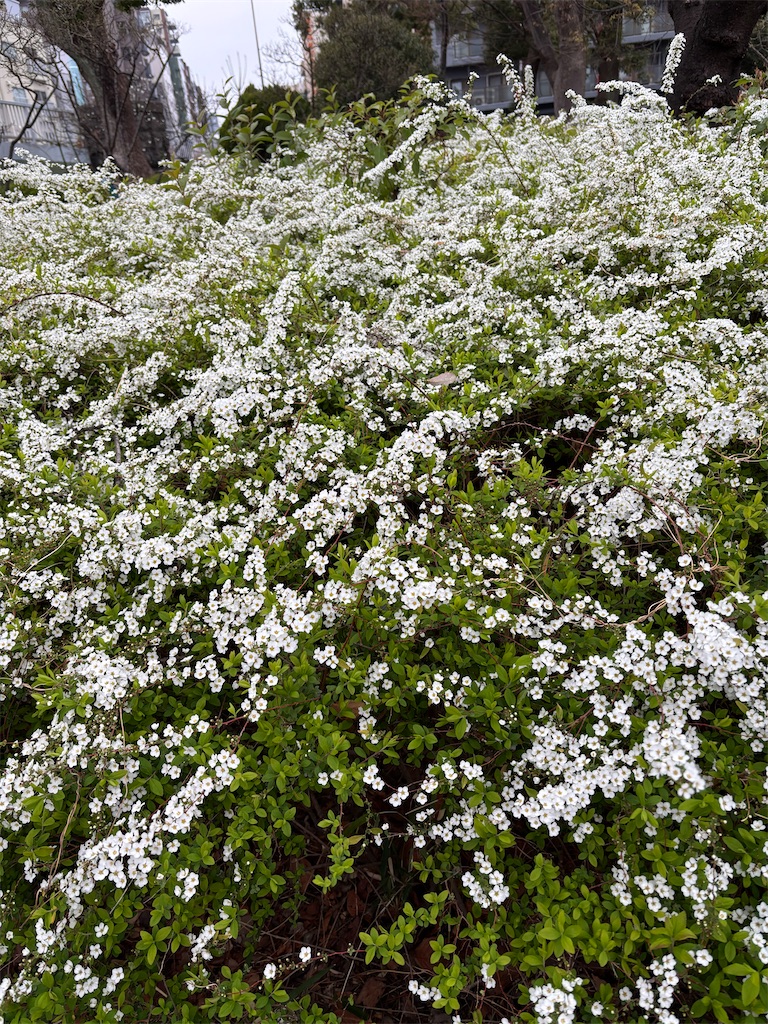 f:id:asakusa5809:20260320071118j:image