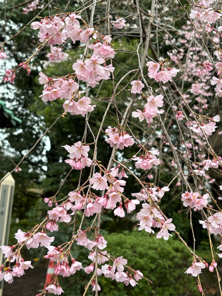 f:id:asakusa5809:20260320205337j:image f:id:asakusa5809:20260320205337j:image
