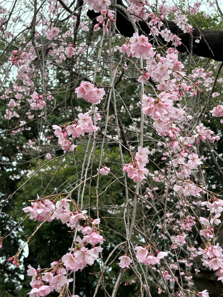 f:id:asakusa5809:20260320205345j:image f:id:asakusa5809:20260320205345j:image