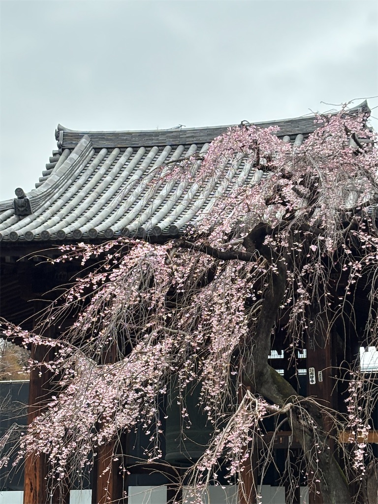 f:id:asakusa5809:20260320205352j:image f:id:asakusa5809:20260320205352j:image