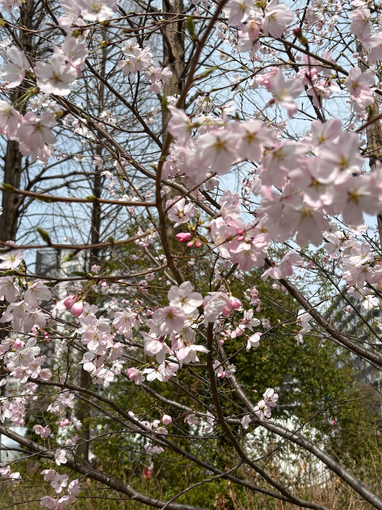 f:id:asakusa5809:20260322210558j:image