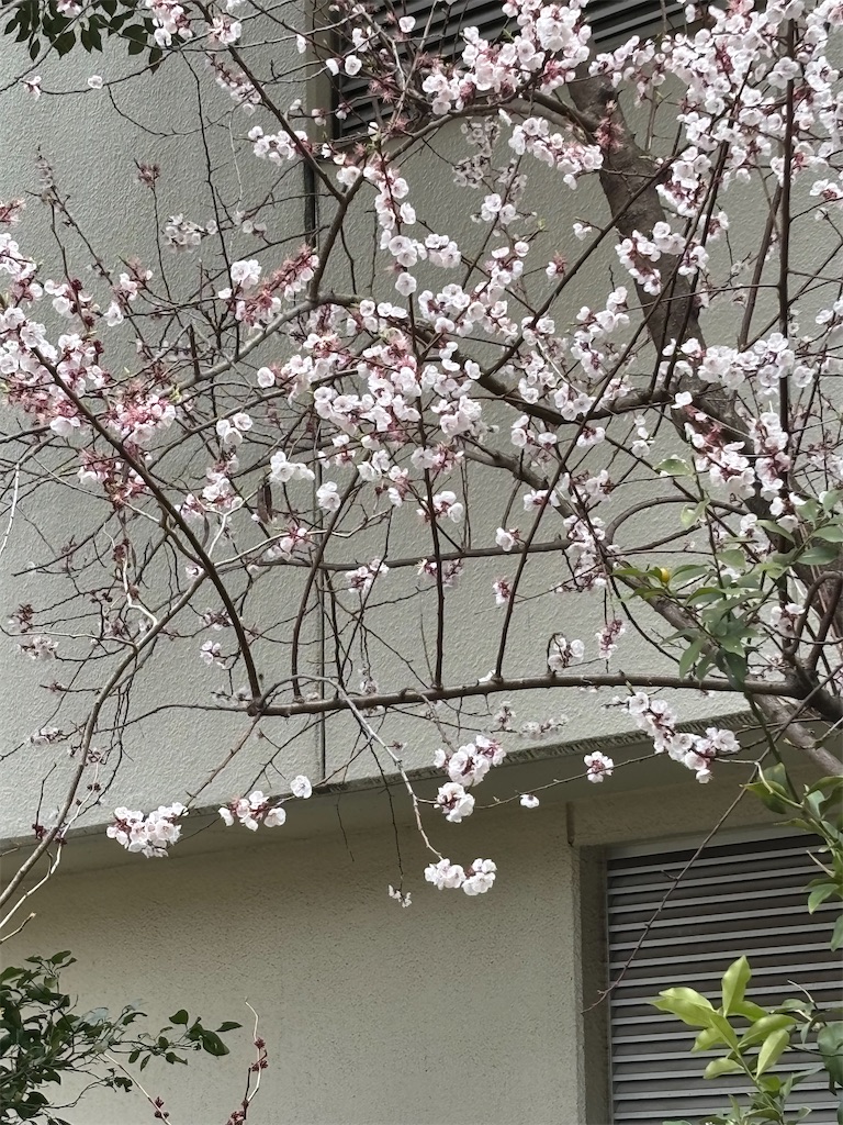 f:id:asakusa5809:20260322210650j:image
