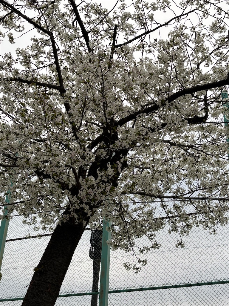 f:id:asakusa5809:20260325080842j:image f:id:asakusa5809:20260325080842j:image