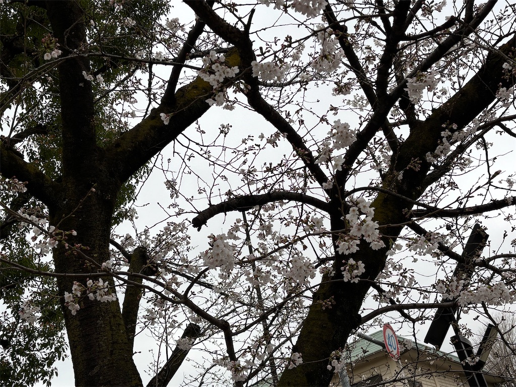 f:id:asakusa5809:20260325080846j:image f:id:asakusa5809:20260325080846j:image