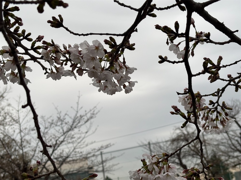 f:id:asakusa5809:20260325080849j:image f:id:asakusa5809:20260325080849j:image