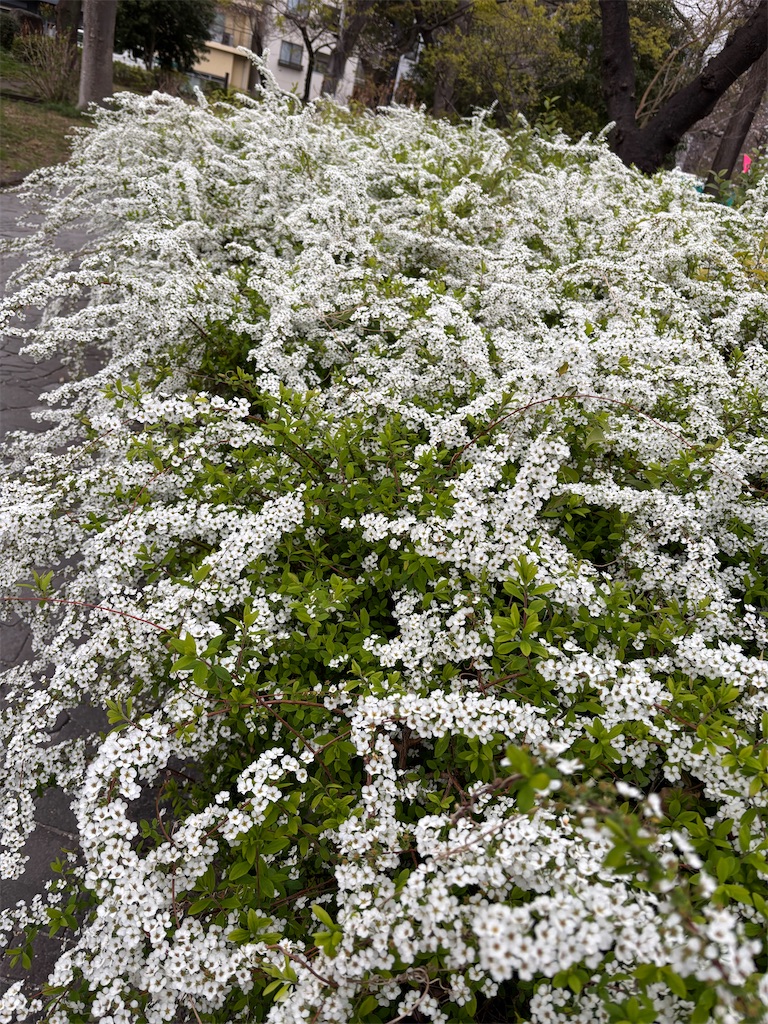 f:id:asakusa5809:20260325080909j:image f:id:asakusa5809:20260325080909j:image