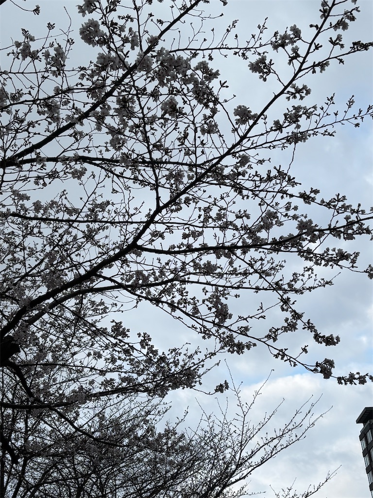 f:id:asakusa5809:20260325080922j:image f:id:asakusa5809:20260325080922j:image