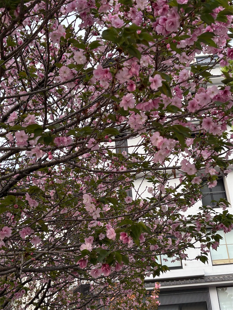 f:id:asakusa5809:20260409055128j:image