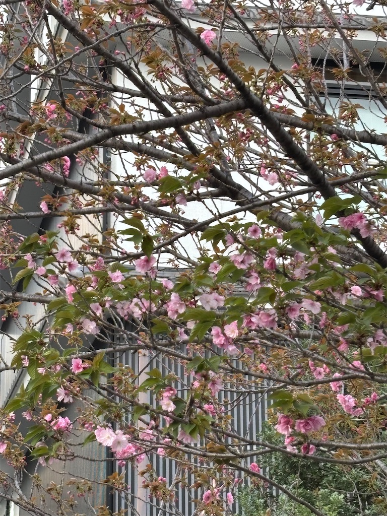 f:id:asakusa5809:20260409055131j:image