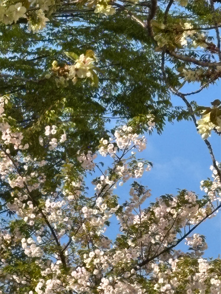 f:id:asakusa5809:20260409083830j:image f:id:asakusa5809:20260409083830j:image