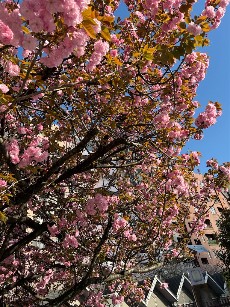 f:id:asakusa5809:20260409083952j:image f:id:asakusa5809:20260409083952j:image