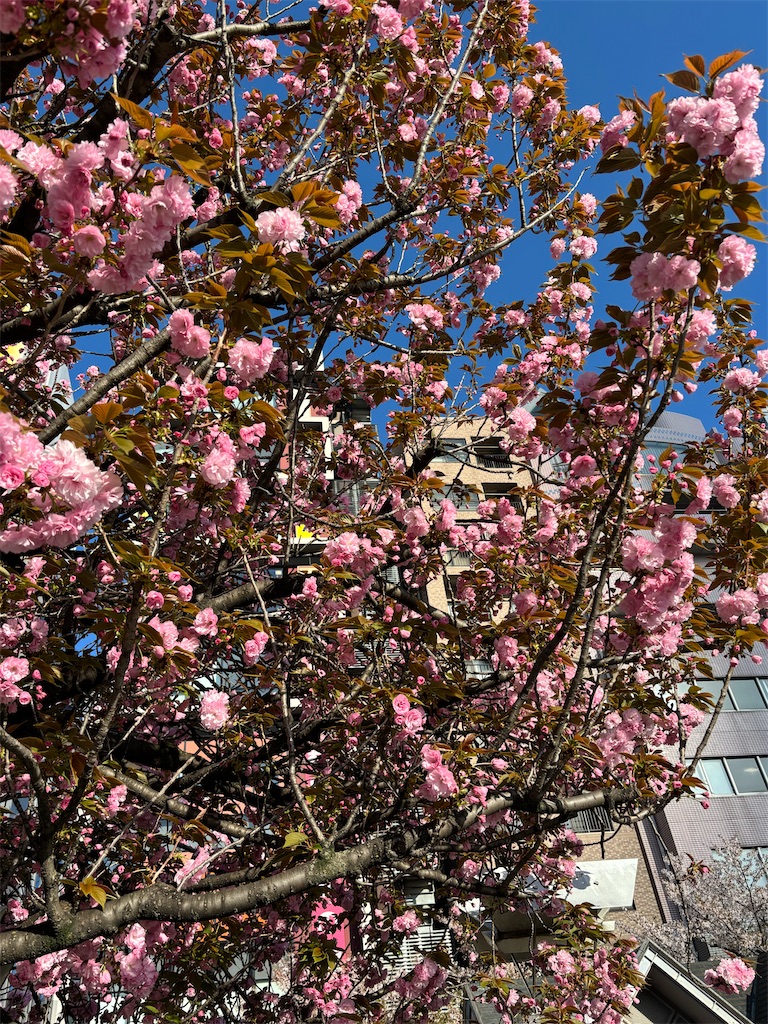 f:id:asakusa5809:20260409083958j:image f:id:asakusa5809:20260409083958j:image
