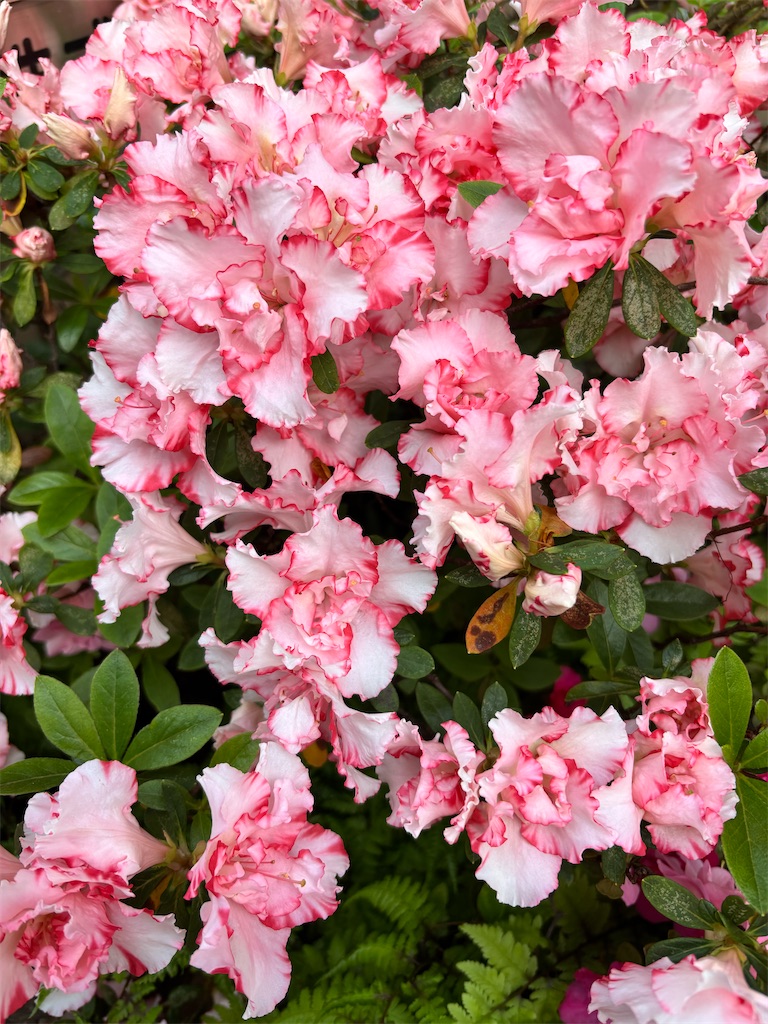 f:id:asakusa5809:20260413073217j:image