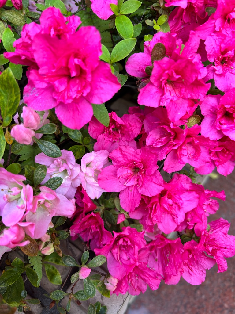 f:id:asakusa5809:20260413073220j:image