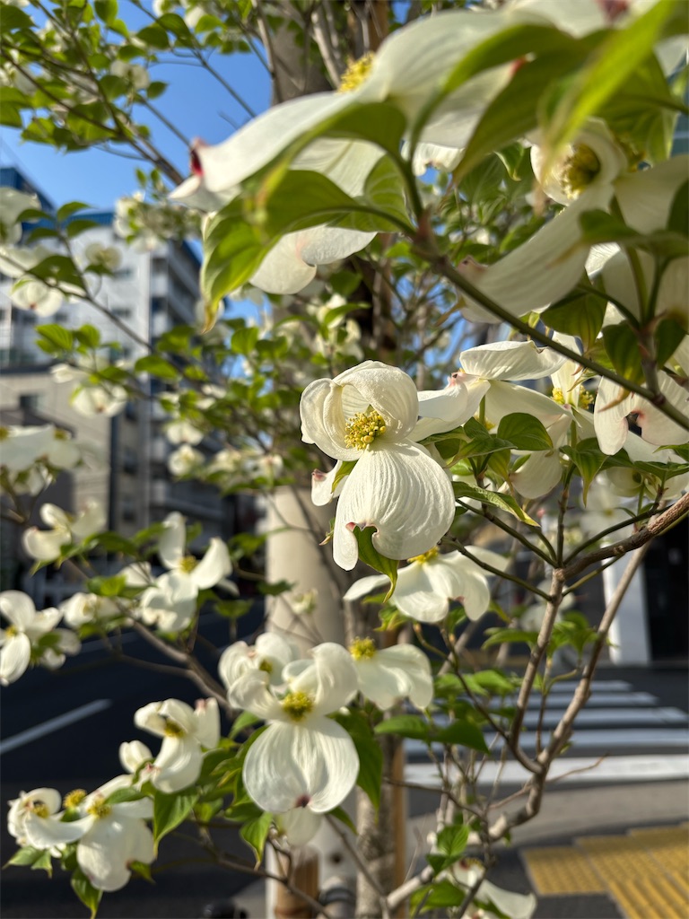 f:id:asakusa5809:20260413073336j:image