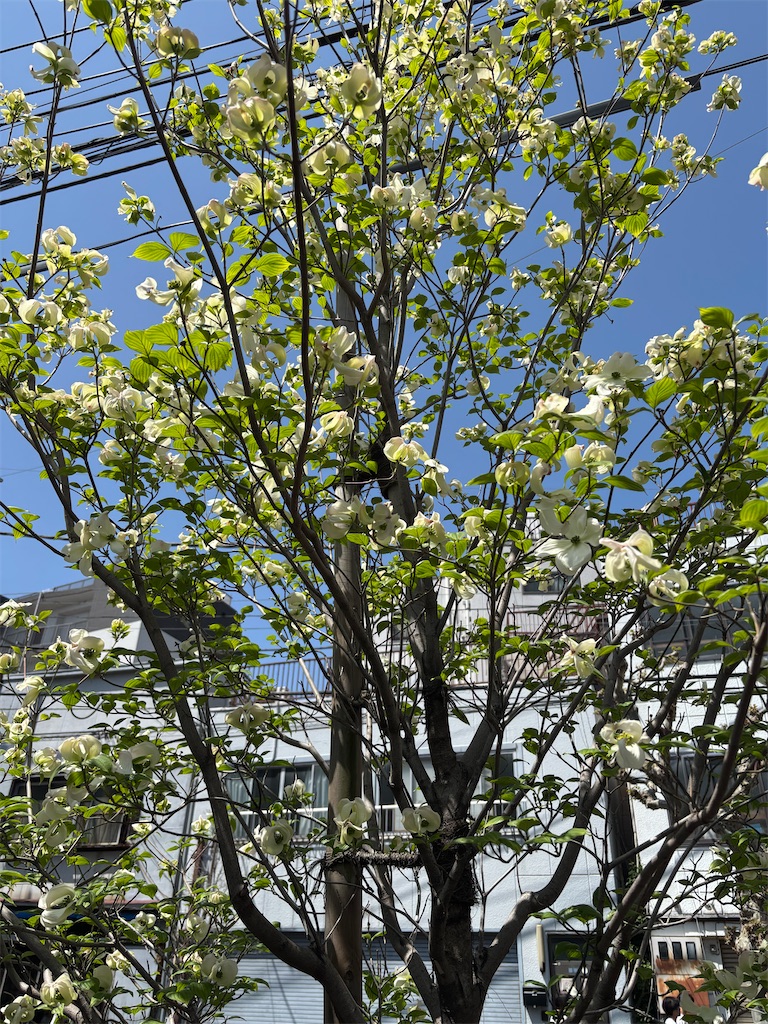f:id:asakusa5809:20260413135831j:image