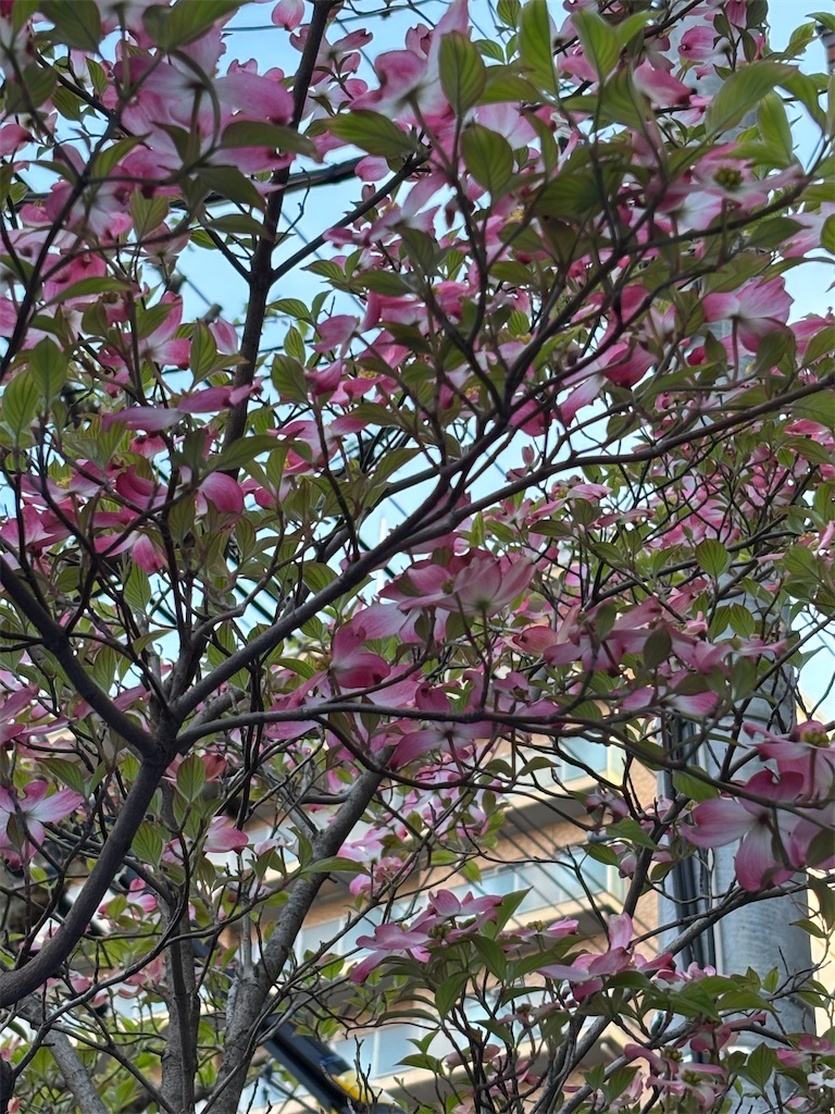 f:id:asakusa5809:20260413135835j:image