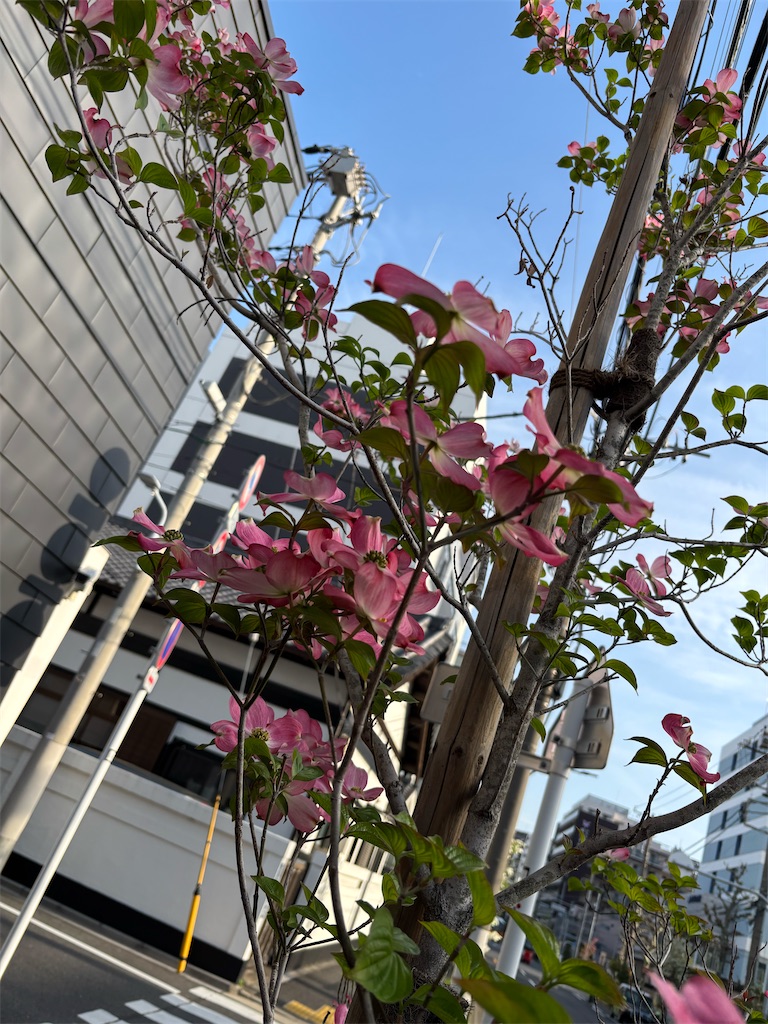 f:id:asakusa5809:20260413135848j:image
