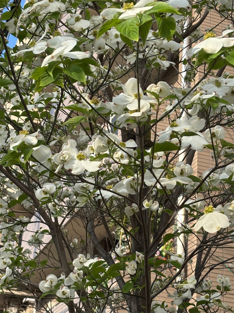 f:id:asakusa5809:20260413135904j:image