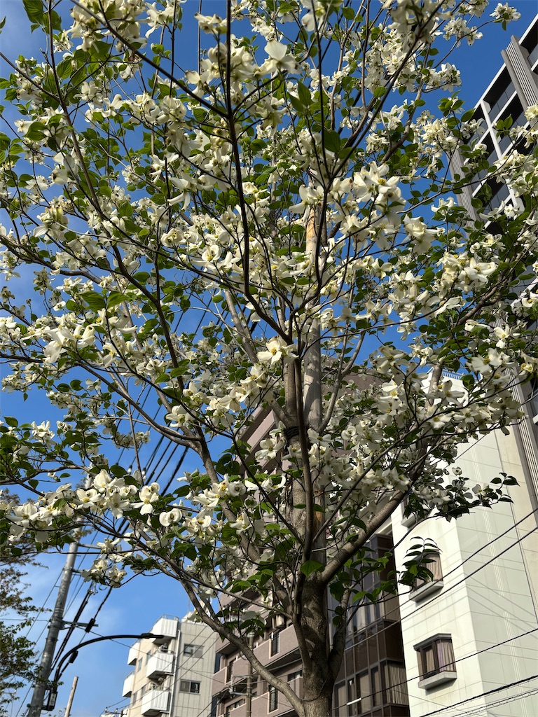 f:id:asakusa5809:20260413135907j:image