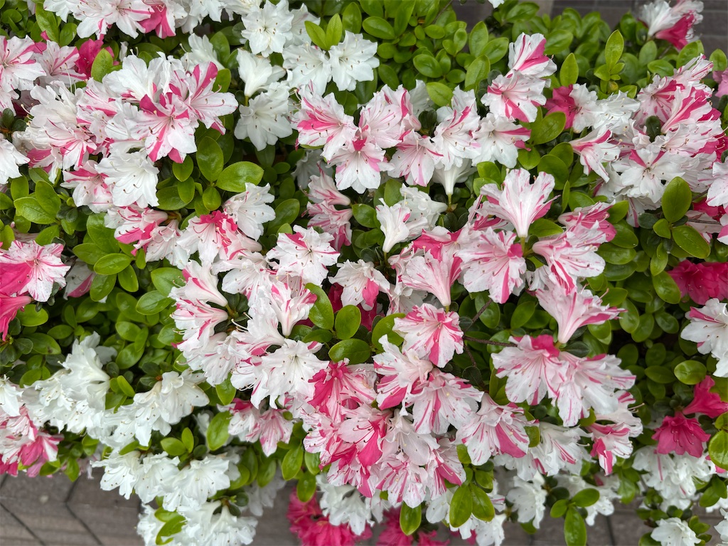 f:id:asakusa5809:20260414063947j:image