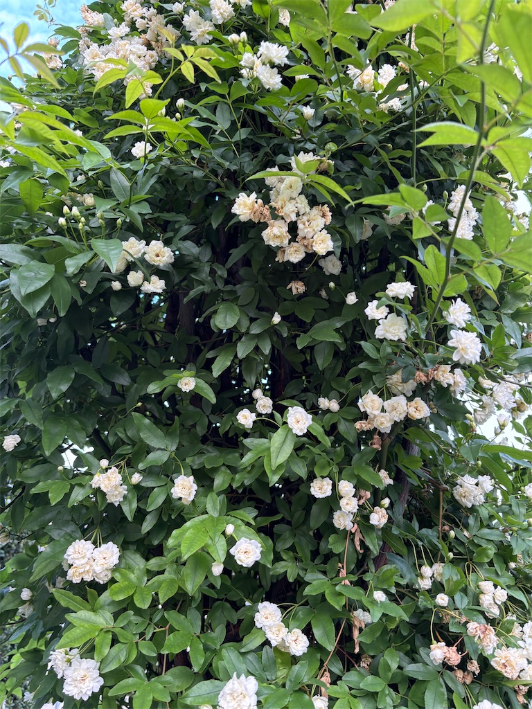 f:id:asakusa5809:20260416080926j:image