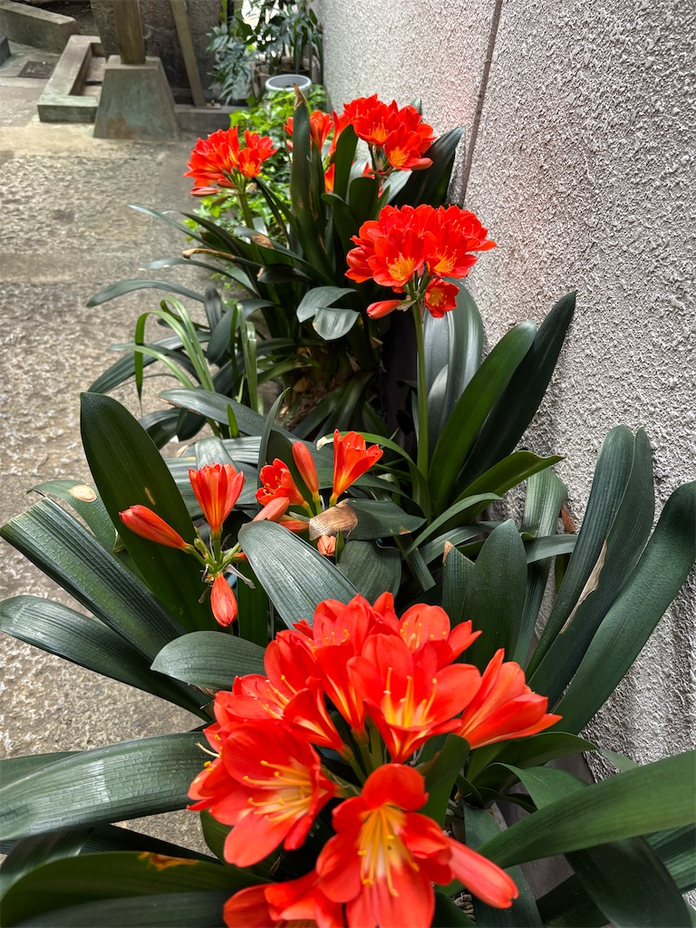 f:id:asakusa5809:20260418150433j:image