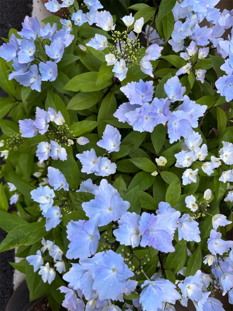 f:id:asakusa5809:20260421215920j:image