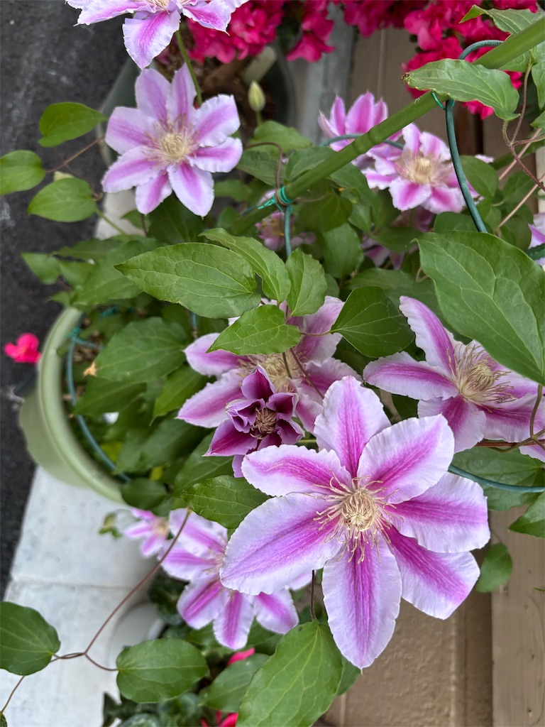 f:id:asakusa5809:20260421215947j:image