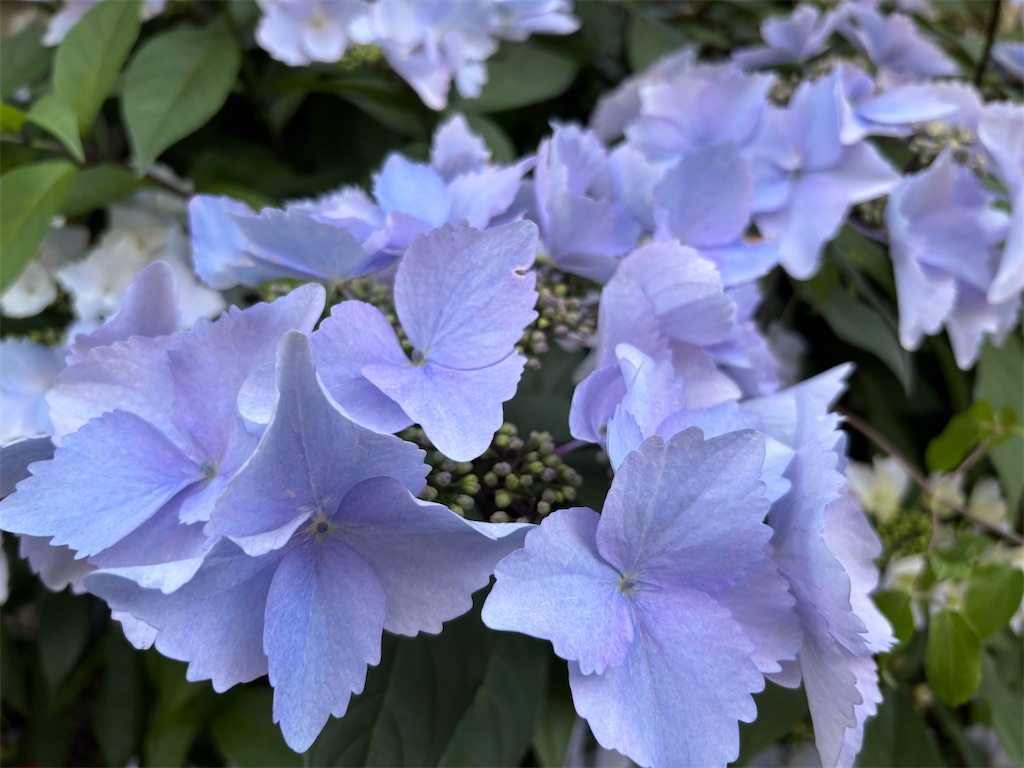 f:id:asakusa5809:20260425124759j:image