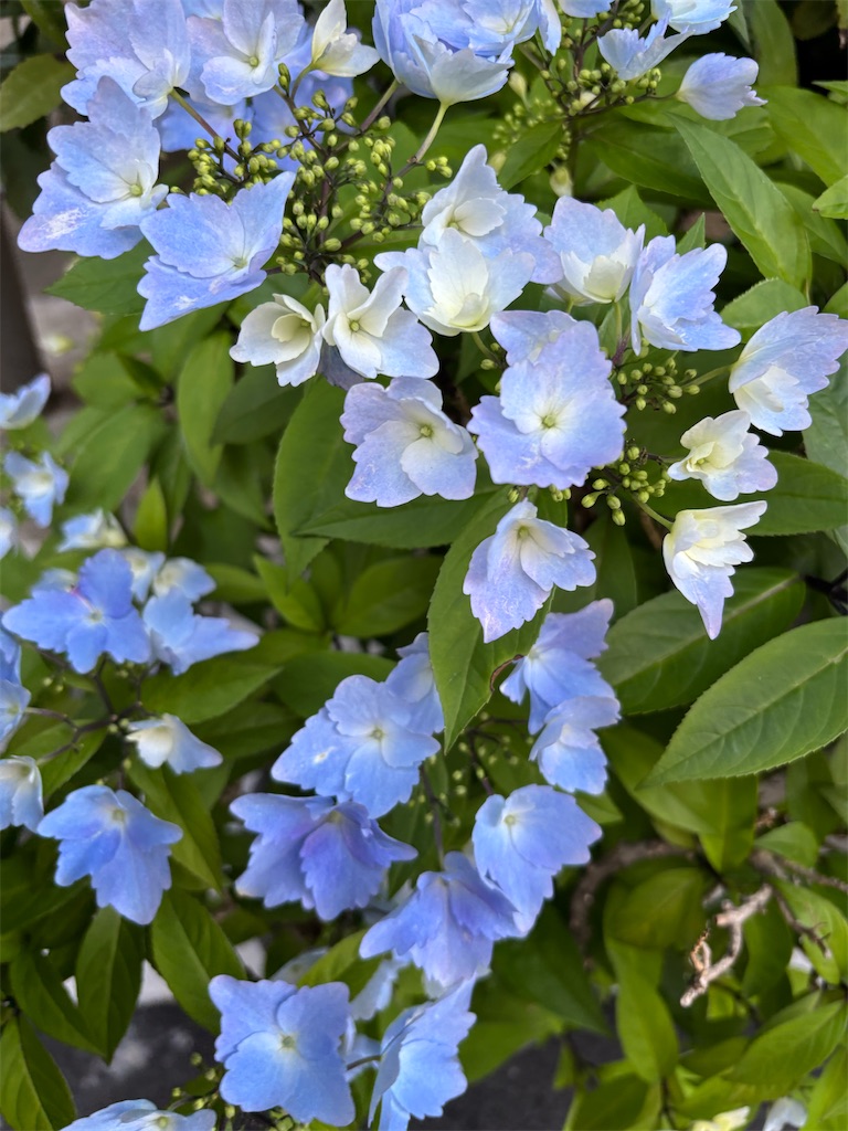 f:id:asakusa5809:20260425124802j:image