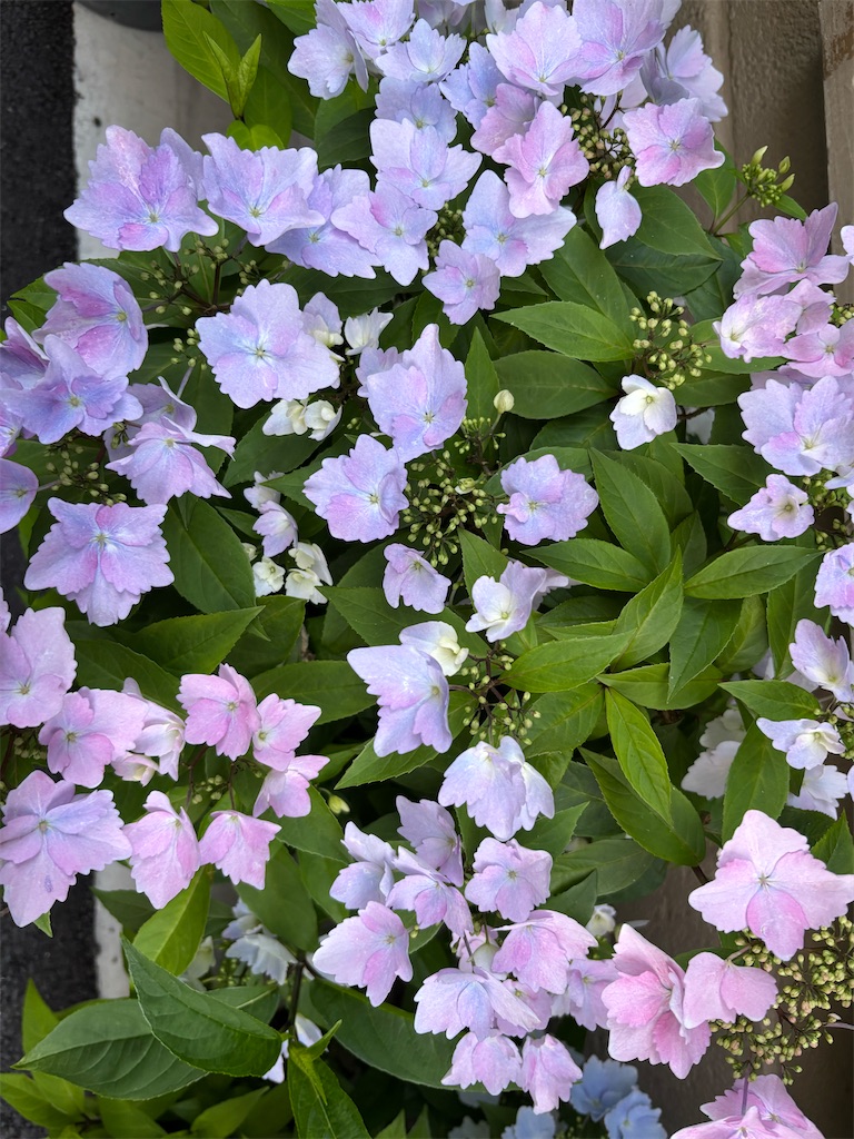 f:id:asakusa5809:20260425124806j:image