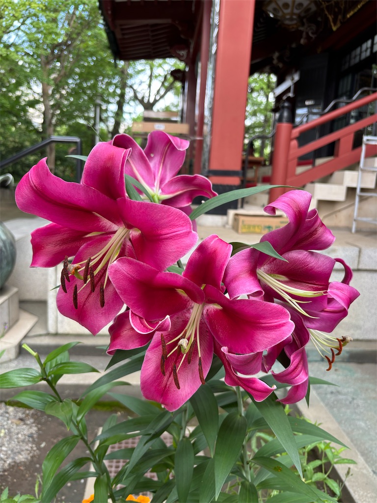 f:id:asakusa5809:20260623091709j:image