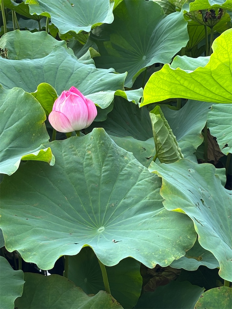 f:id:asakusa5809:20260804183421j:image