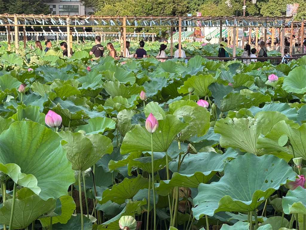 f:id:asakusa5809:20260804183427j:image