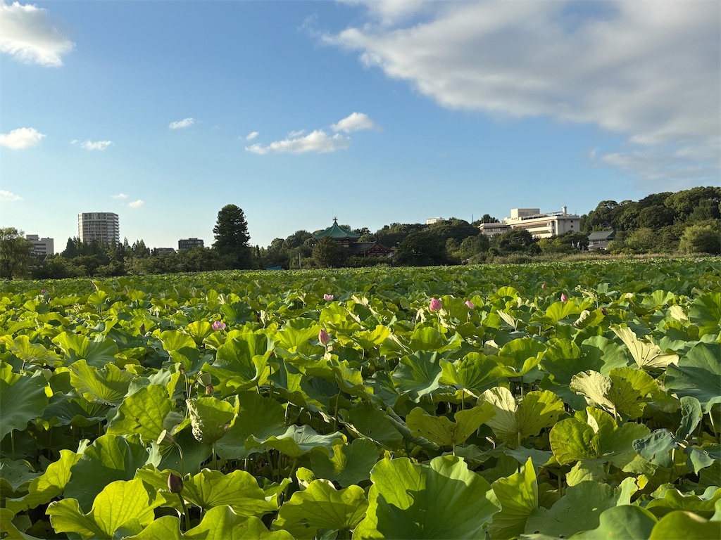 f:id:asakusa5809:20260804183458j:image