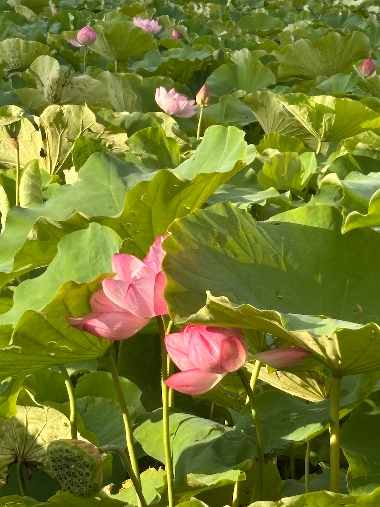 f:id:asakusa5809:20260804183514j:image