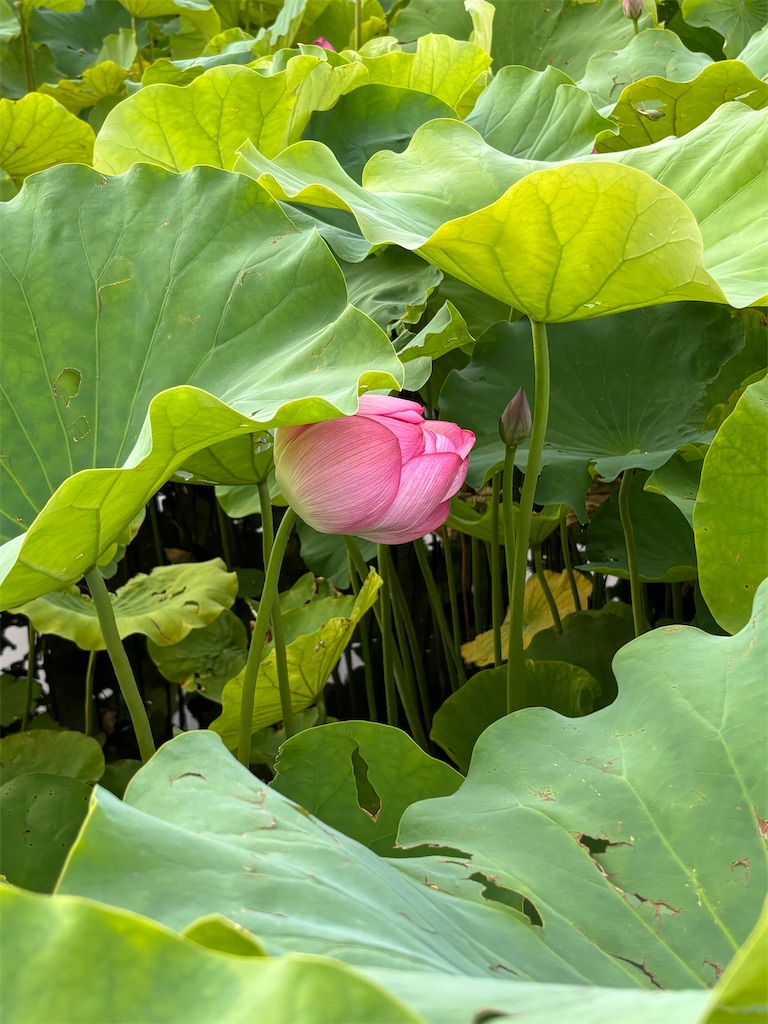 f:id:asakusa5809:20260804183610j:image