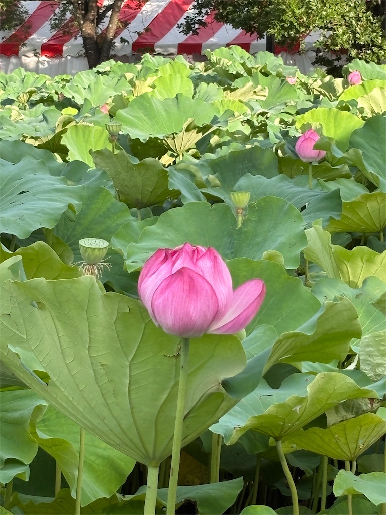 f:id:asakusa5809:20260804183615j:image