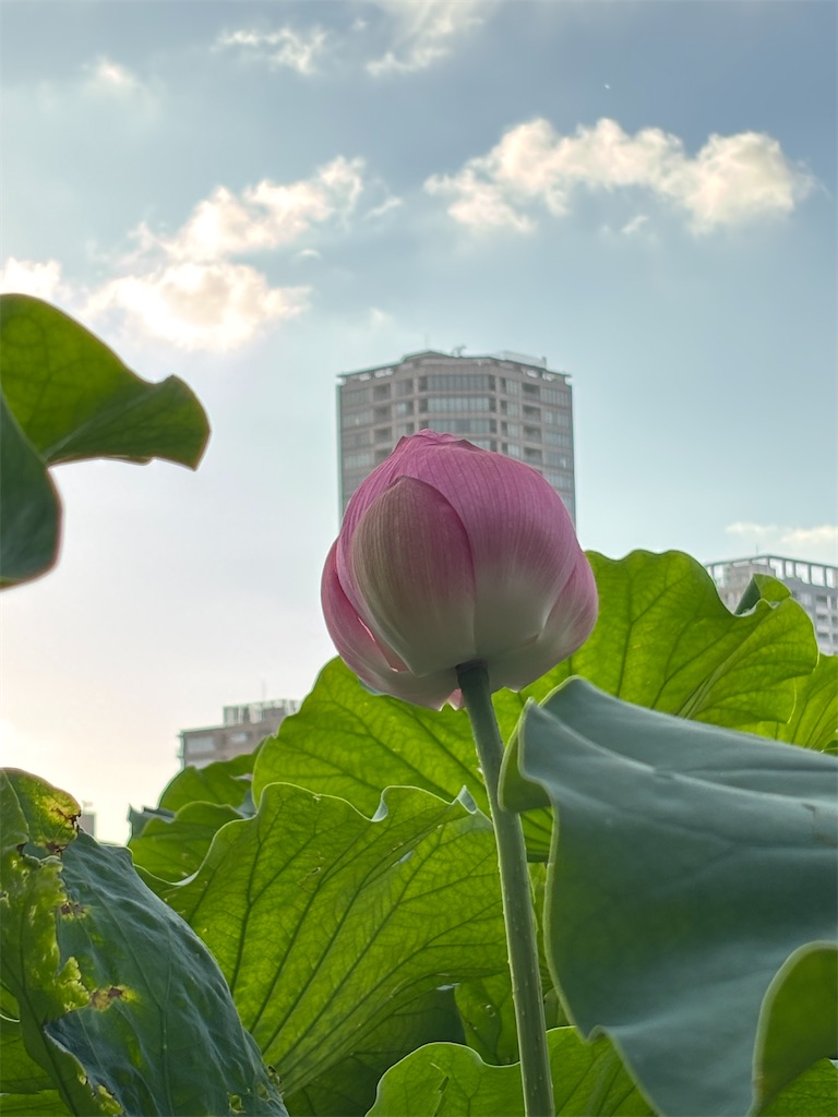 f:id:asakusa5809:20260804183648j:image