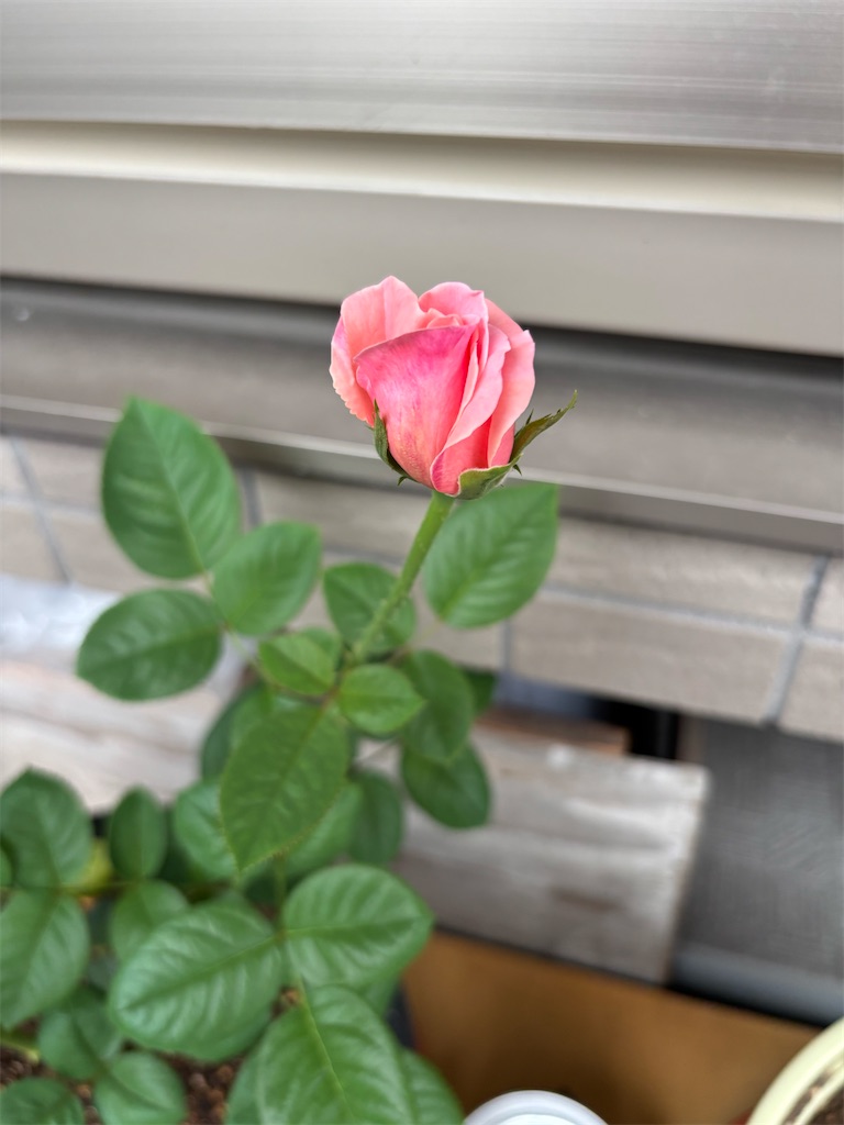 f:id:asakusa5809:20260919082847j:image