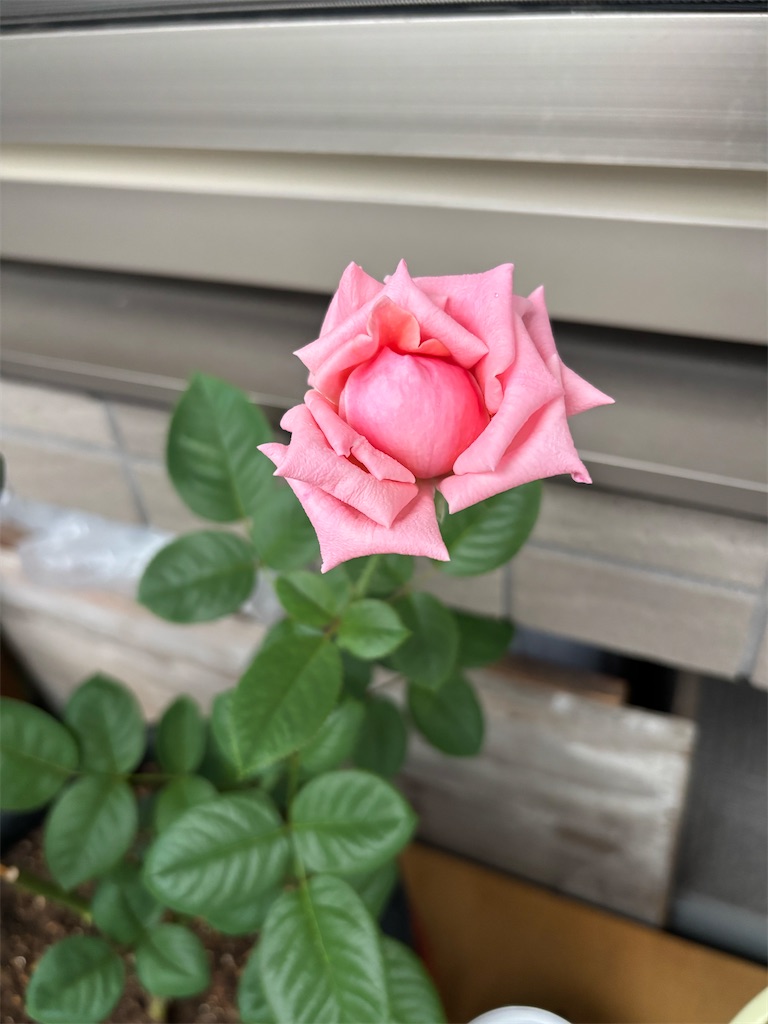 f:id:asakusa5809:20260921070628j:image
