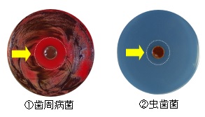 f:id:asakusasupple:20190330223751j:plain f:id:asakusasupple:20190330223751j:plain