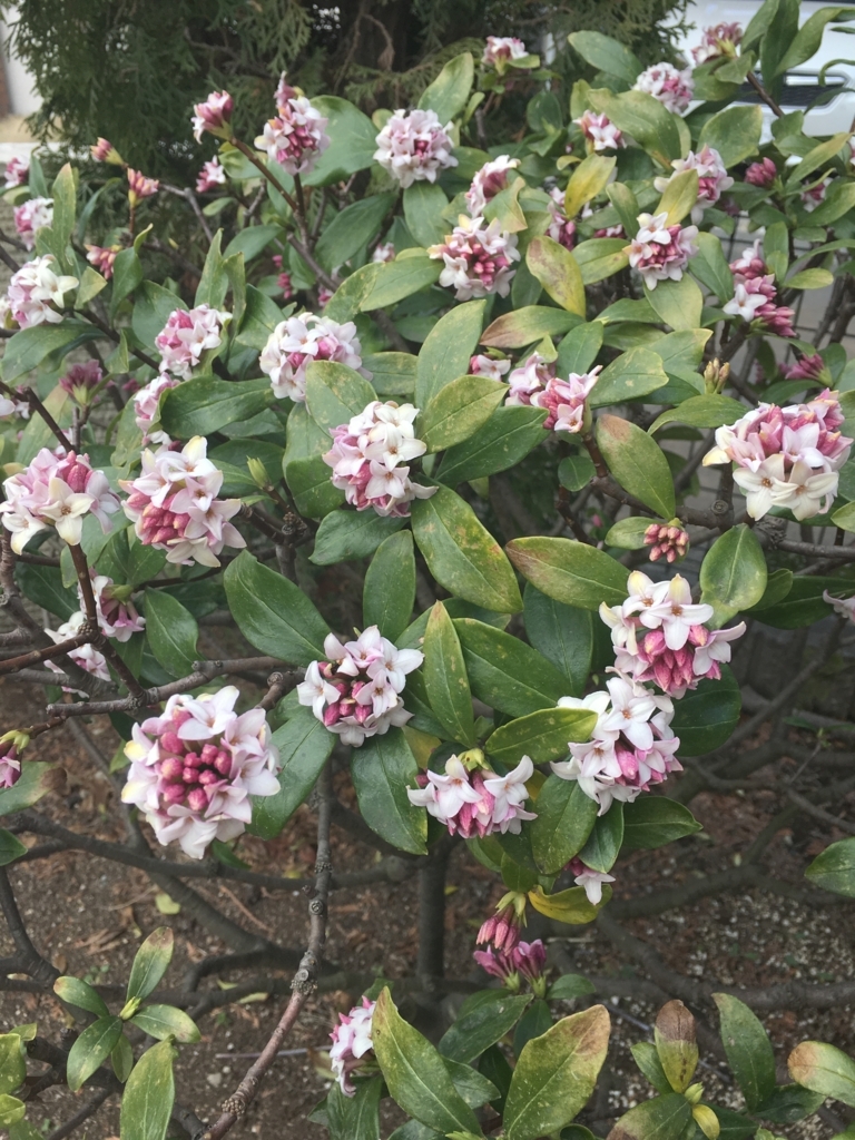 f:id:asamaberry:20180318105624j:plain f:id:asamaberry:20180318105624j:plain