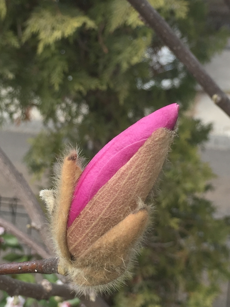 f:id:asamaberry:20180318110135j:plain