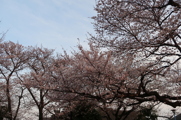f:id:asamiouba:20190327203606j:plain