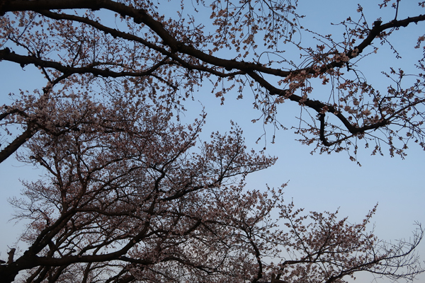f:id:asamiouba:20190327203643j:plain