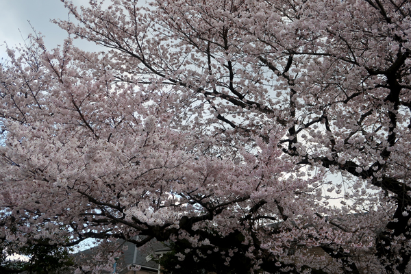 f:id:asamiouba:20190331182243j:plain